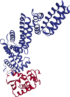 thumbnail of Human Kelch-like ECH Associated Protein 1 (KEAP1)