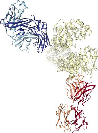 thumbnail of ABCB4 insertion at end of exon 3 linked to +26 splice site variant (PDB: 7niv)