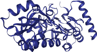 thumbnail of Human DNA Cross-Link Repair 1A (DCLRE1A, SNM1A)